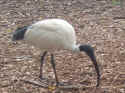 bird001.JPG (123392 �o�C�g)
