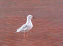 bird002.JPG (63401 �o�C�g)