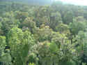 rainforest002.JPG (140919 �o�C�g)