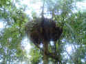 rainforest004.JPG (139045 �o�C�g)