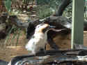 zoo003.JPG (89049 �o�C�g)