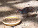 zoo004.JPG (127786 �o�C�g)