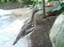 zoo008.JPG (103950 �o�C�g)