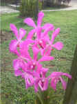 MandaiOrchidGardens001.JPG (106463 �o�C�g)