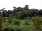MandaiOrchidGardens002.JPG (74839 �o�C�g)