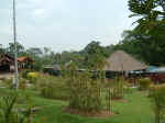 MandaiOrchidGardens005.JPG (93077 �o�C�g)