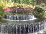 NationalOrchidGarden002.JPG (116090 �o�C�g)
