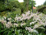 NationalOrchidGarden003.JPG (152764 �o�C�g)