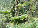 NationalOrchidGarden004.JPG (168109 �o�C�g)