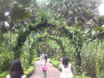 NationalOrchidGarden007.JPG (127476 �o�C�g)